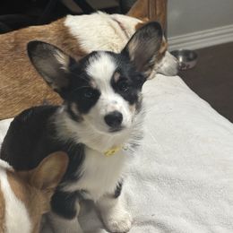 Jan - Black and tan Pembroke Welsh Corgi puppy in Granbury, Texas from Texas Corgis
