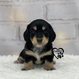 Dixie - Black and cream female Dachshund puppy in Nashville, Arkansas from Cuddles n Curls