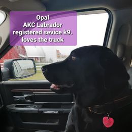 Opal - Labrador Retriever