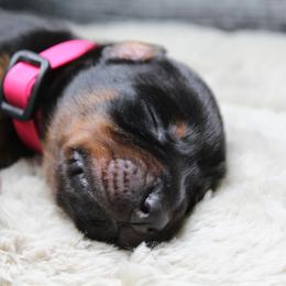 Doberman Pinscher and Giant Schnauzer Puppies from 32 Farms
