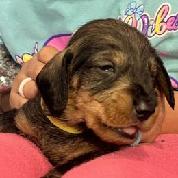 Dachshund Puppies from Scottland Ranch Dachshunds