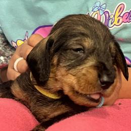 Dachshund Puppies from Scottland Ranch Dachshunds