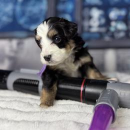 Buzz - Phantom male Bernedoodle puppy in Lake Panasoffkee, Florida from Donnas Deluxe Doodles LLC