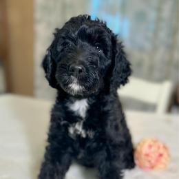 Madison - Black and white female Bernedoodle puppy in Osage City, Kansas from Golden Ridge Goldens