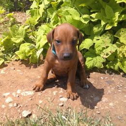 Candy - Rd whtn blk nose female Rhodesian Ridgeback puppy in Carney, Oklahoma from River Run Parson Russell terriers & River Run Ridgebacks