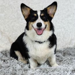 Cayenne - Pembroke Welsh Corgi