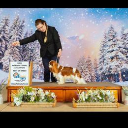 Snowflake Harmony of Life - Cavalier King Charles Spaniel