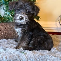 Jaque - Black and tan male Yorkipoo puppy in Henderson, North Carolina from Dorans Danes and Doodles