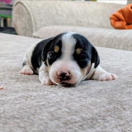 Chase - Tri-color male Russell Terrier puppy in Sandown, New Hampshire from Patch Wood Irish Jacks