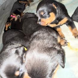 Grape - Black and rust female Rottweiler puppy in Eagle Mountain, Utah from Woolley Darlings