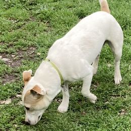 Lord Herschel "Herschey" - Russell Terrier puppy from Royal Russells Ranch