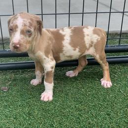 Orange collar female - Red merle female Catahoula Leopard Dog puppy in Gadsden, Alabama from Rich Cat’s