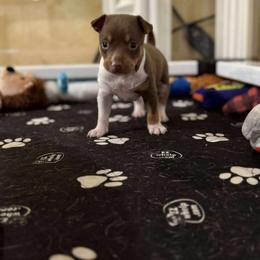 Rat Terrier Puppies from The Puppy Patch Rat Terriers