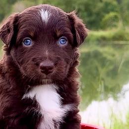 Aussiedoodles, Australian Shepherds, and Miniature Australian Shepherds from Ten Mile Aussies