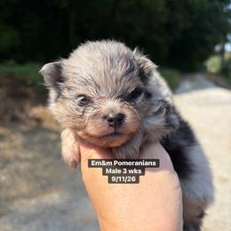 Merle - Blue merle male Pomeranian puppy in Kentucky from Em&M Pomeranians