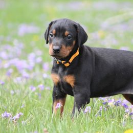 Doberman Pinscher and Giant Schnauzer Puppies from 32 Farms