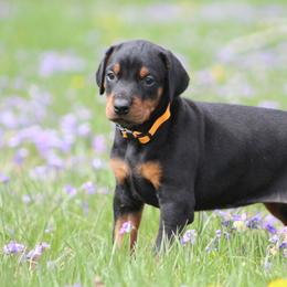 Doberman Pinscher and Giant Schnauzer Puppies from 32 Farms