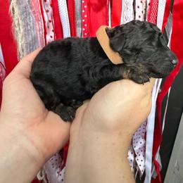 Girl 3 - Phantom female Poodle puppy in Fairfield, North Carolina from Leaning T Ranch