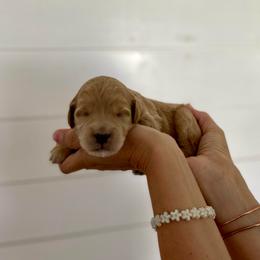 Lemon - Red  female Goldendoodle puppy in Stanford, Kentucky from Holloway Goldendoodles