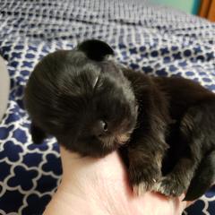 Tibetan Spaniel Puppies from Trillium Tibetan Spaniels