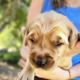 Pudgy - Dark golden male Golden Retriever puppy in Calimesa, California from Coppertown Retrievers