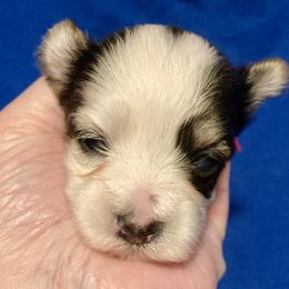 Maltipoo, Morkie, and Yorkipoo Puppies from Danza Bolo