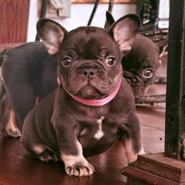 Scully - Tricolors female French Bulldog puppy in Almo, Kentucky from Busy Bee French Bulldogs