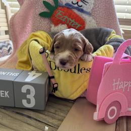 Ariat - Red  female Goldendoodle puppy in Chino Valley, Arizona from Bass Creek Doodles