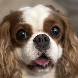 Nikkos - Cavalier King Charles Spaniel