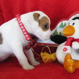 Jack Russell Terrier Puppies from Spritely Jack Russell Terriers