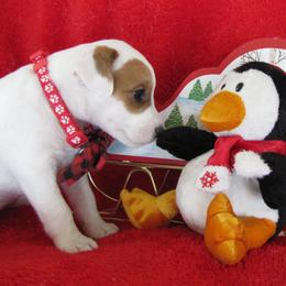 Jack Russell Terrier Puppies from Spritely Jack Russell Terriers