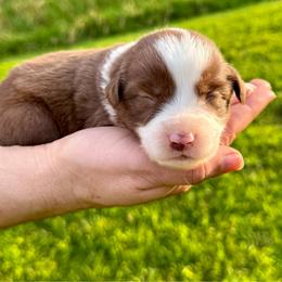 Marlboro - Red & white male Miniature Australian Shepherd puppy in Mount Carmel, Tennessee from Hill Top Mini Aussies