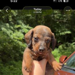 Rowlf - Brindle male Dachshund puppy in Livingston, Kentucky from Illyria Dox & GSD