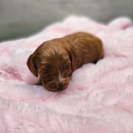 Darla - Red  female Goldendoodle puppy in Kansas City, Kansas from Bella & Ivy’s Mini Goldendoodles of KC
