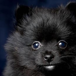 Chihuahuas and Pomeranians from PNW Designer Toy Breeds