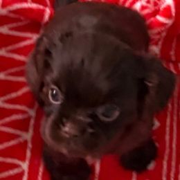 Hershey - Chocolate male Cavalier King Charles Spaniel puppy in Melbourne, Florida from Majestic Cavaliers of Melbourne FL