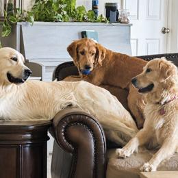 Golden Retriever puppies from Bluebonnet Goldens