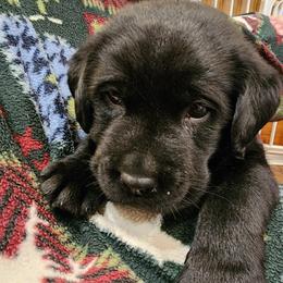 BLUE - Black male Labrador Retriever puppy in Siloam Springs, Arkansas from Karemy Kennels (Karemy Labradors)