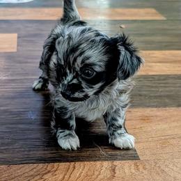 MJ - Blue merle male Chihuahua puppy in Marianna, Florida from Garden Tub Chihuahuas