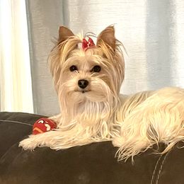 Georgie - Yorkshire Terrier