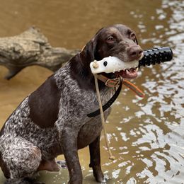 Bullet - German Shorthaired Pointer