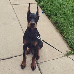 Doberman Pinscher Puppies from KC Defense Dobermans Kennel
