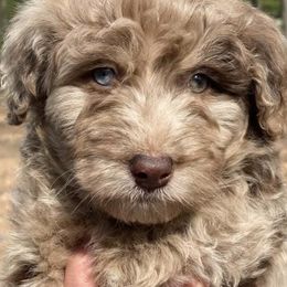 Aussiedoodles and Irish Doodles from Madding Doodles