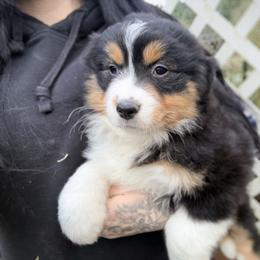 Glamour (with tail) - Black tri female Miniature American Shepherd puppy in Olympia, Washington from Shamayim Shepherds