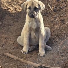 Central Asian Shepherd Dog and Kangal Puppies from VSH Kangal Dogs