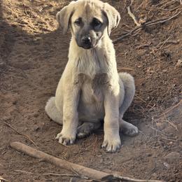 Central Asian Shepherd Dog and Kangal Puppies from VSH Kangal Dogs