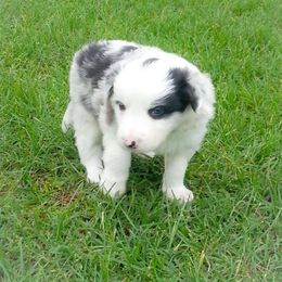 Border Collie Puppies from M and J Farm