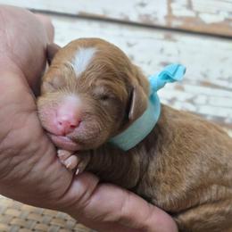 Clifford - Red  male Goldendoodle puppy in Austin, Texas from Austin Doodles & Poodles