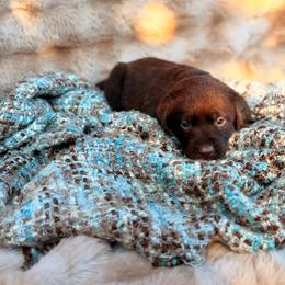 Cider - Chocolate male Labrador Retriever puppy in Sweet Home, Oregon from Knotty Creek Labradors
