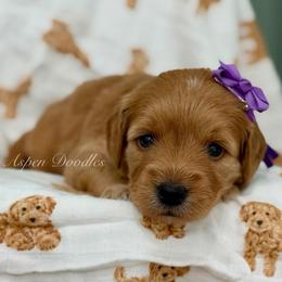 Purple collar BO PEEP - Apricot female Goldendoodle puppy in Salem, Utah from Aspen Doodles